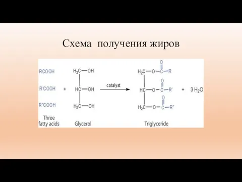 Схема получения жиров