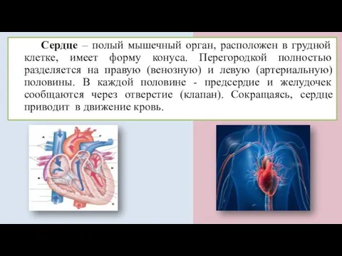 Сердце – полый мышечный орган, расположен в грудной клетке, имеет форму конуса.