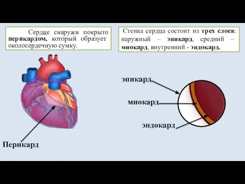 Сердце снаружи покрыто перикардом, который образует околосердечную сумку. Стенка сердца состоит из
