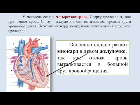 У человека сердце четырехкамерное. Сверху предсердия, они принимают кровь. Снизу – желудочки,