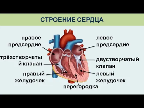 СТРОЕНИЕ СЕРДЦА левое предсердие перегородка левый желудочек правое предсердие правый желудочек двустворчатый клапан трёхстворчатый клапан