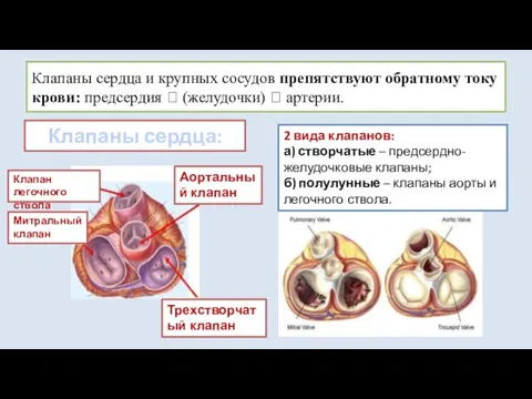 Клапаны сердца и крупных сосудов препятствуют обратному току крови: предсердия ? (желудочки)