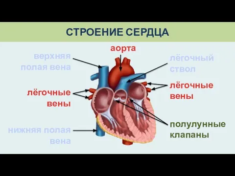 СТРОЕНИЕ СЕРДЦА верхняя полая вена нижняя полая вена лёгочные вены лёгочные вены