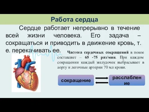 Сердце работает непрерывно в течение всей жизни человека. Его задача – сокращаться