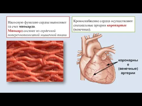 Насосную функцию сердце выполняет за счет миокарда. Миокард состоит из сердечной поперечнополосатой