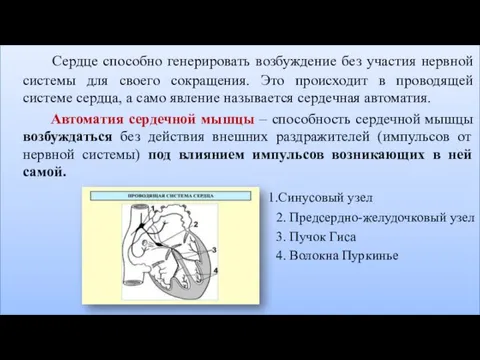 Сердце способно генерировать возбуждение без участия нервной системы для своего сокращения. Это