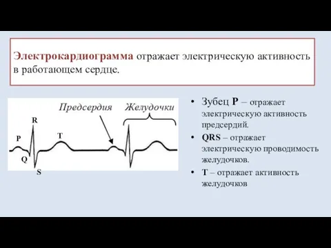 Электрокардиограмма отражает электрическую активность в работающем сердце. Зубец Р – отражает электрическую