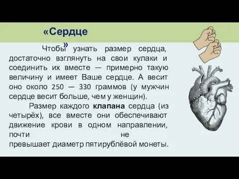 Чтобы узнать размер сердца, достаточно взглянуть на свои кулаки и соединить их