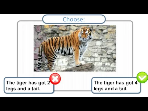 The tiger has got 4 legs and a tail. The tiger has
