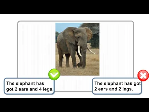 The elephant has got 2 ears and 2 legs. The elephant has