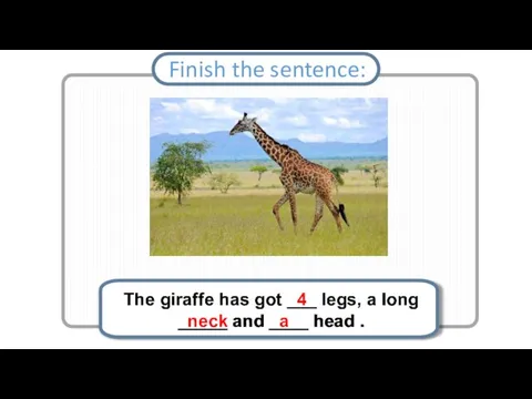 The giraffe has got ___ legs, a long _____ and ____ head