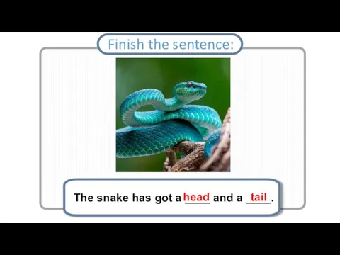 The snake has got a ____ and a ____. Finish the sentence: head tail