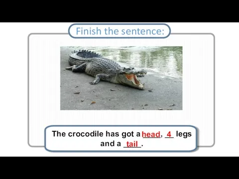 The crocodile has got a ____, __ legs and a ____. Finish