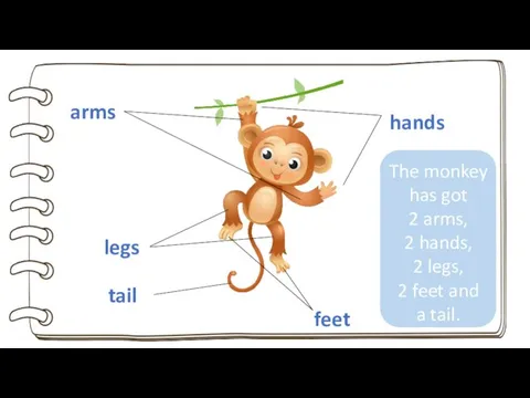 feet arms hands tail legs The monkey has got 2 arms, 2