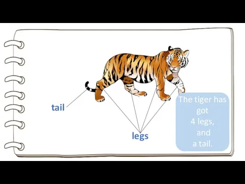 legs tail The tiger has got 4 legs, and a tail.