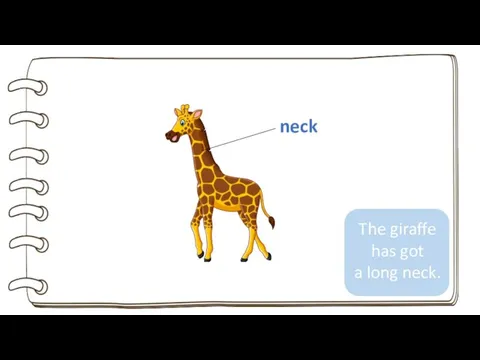 neck The giraffe has got a long neck.
