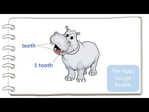 teeth 1 tooth The hippo has got 4 teeth.