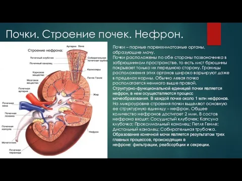 Почки. Строение почек. Нефрон. Почки – парные паренхиматозные органы, образующие мочу. Почки