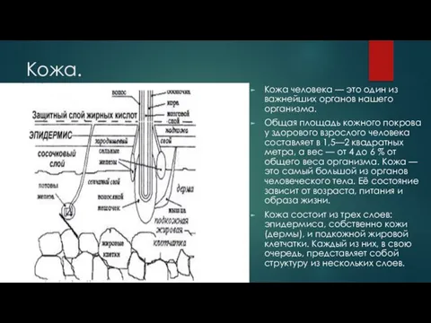 Кожа. Кожа человека — это один из важнейших органов нашего организма. Общая