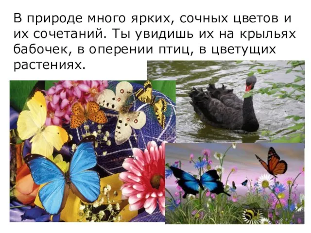 В природе много ярких, сочных цветов и их сочетаний. Ты увидишь их