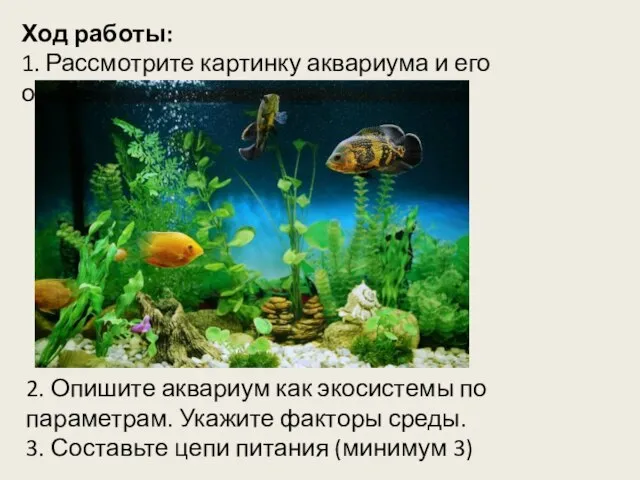 Ход работы: 1. Рассмотрите картинку аквариума и его обитателей 2. Опишите аквариум