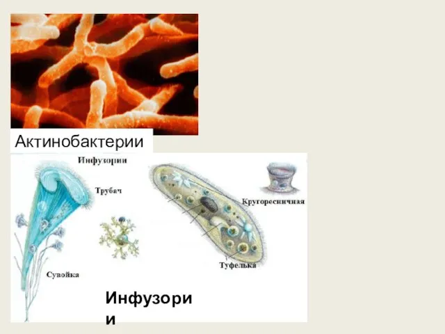 Актинобактерии Инфузории