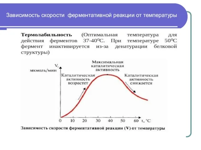 Зависимость скорости ферментативной реакции от температуры