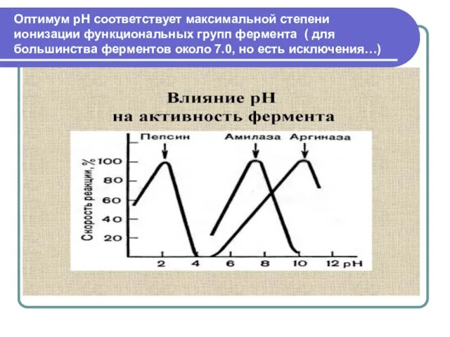 Оптимум рН соответствует максимальной степени ионизации функциональных групп фермента ( для большинства