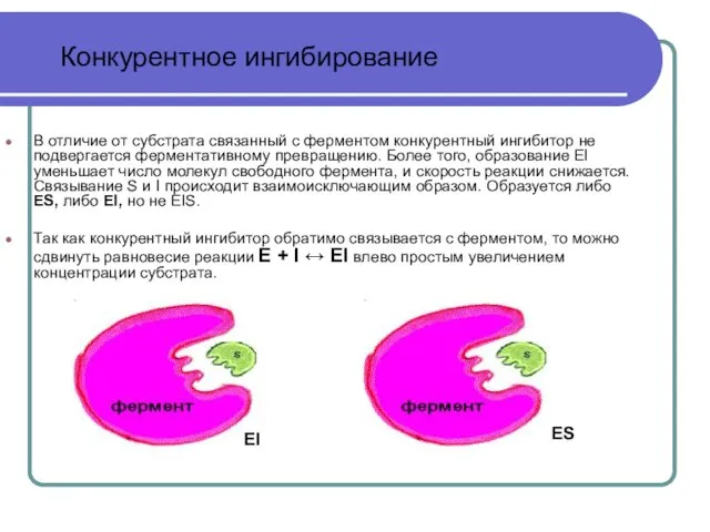 В отличие от субстрата связанный с ферментом конкурентный ингибитор не подвергается ферментативному