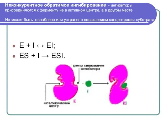 Неконкурентное обратимое ингибирование - ингибиторы присоединяются к ферменту не в активном центре,