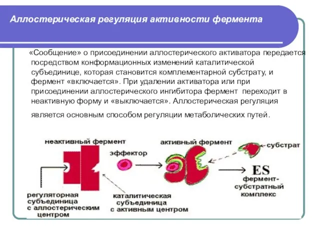 Аллостерическая регуляция активности фермента «Сообщение» о присоединении аллостерического активатора передается посредством конформационных