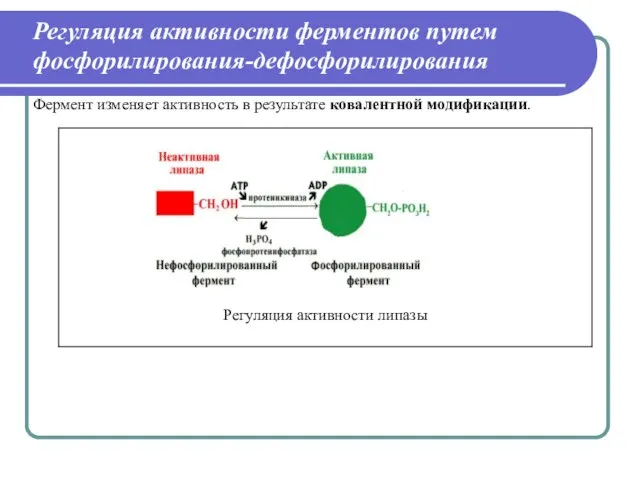 Регуляция активности ферментов путем фосфорилирования-дефосфорилирования Фермент изменяет активность в результате ковалентной модификации.