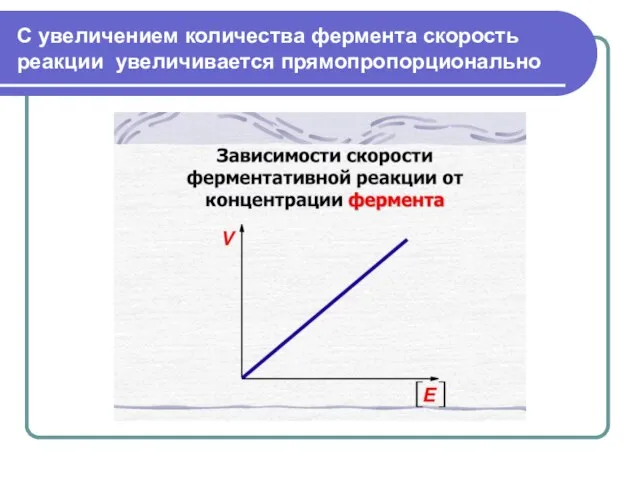 С увеличением количества фермента скорость реакции увеличивается прямопропорционально