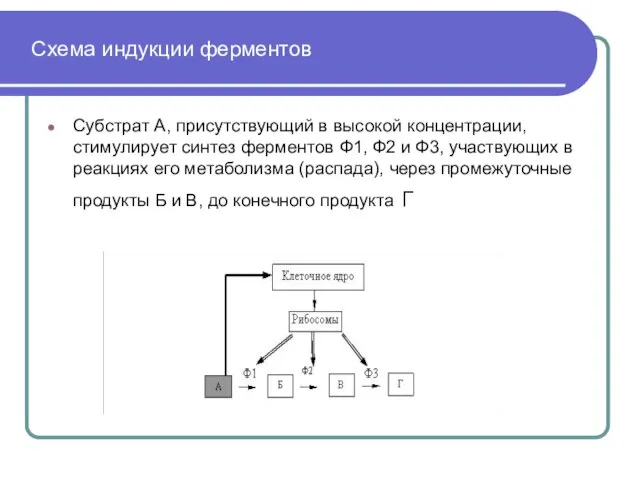 Схема индукции ферментов Субстрат А, присутствующий в высокой концентрации, стимулирует синтез ферментов