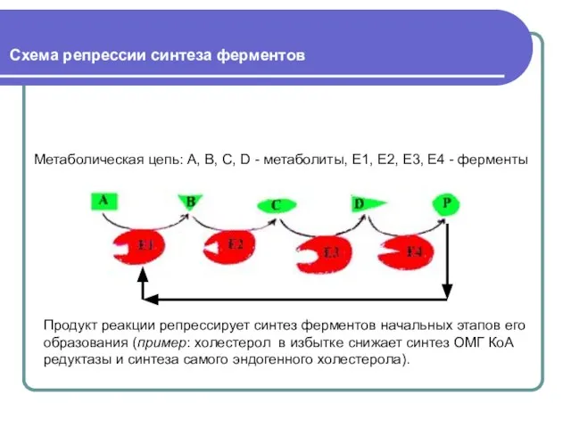 Схема репрессии синтеза ферментов Метаболическая цепь: А, В, С, D - метаболиты,