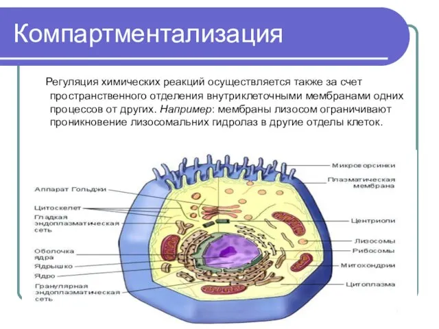 Компартментализация Регуляция химических реакций осуществляется также за счет пространственного отделения внутриклеточными мембранами