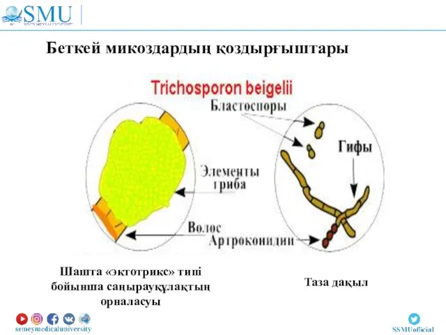 Беткей микоздардың қоздырғыштары Шашта «эктотрикс» типі бойынша саңырауқұлақтың орналасуы Таза дақыл