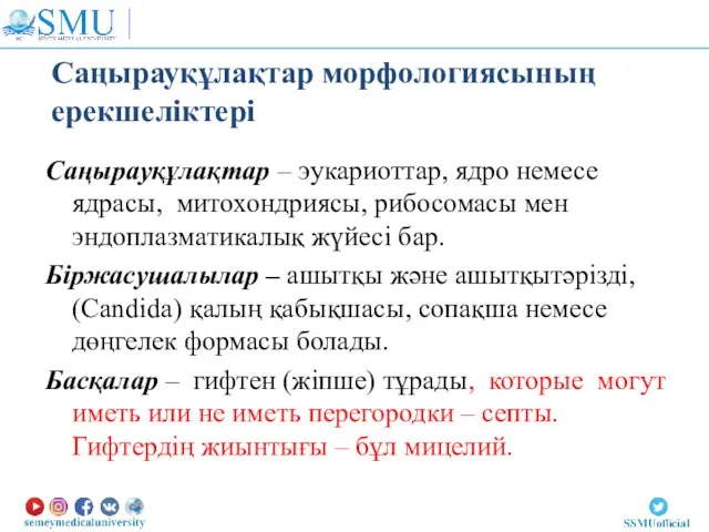 Саңырауқұлақтар морфологиясының ерекшеліктері Саңырауқұлақтар – эукариоттар, ядро немесе ядрасы, митохондриясы, рибосомасы мен