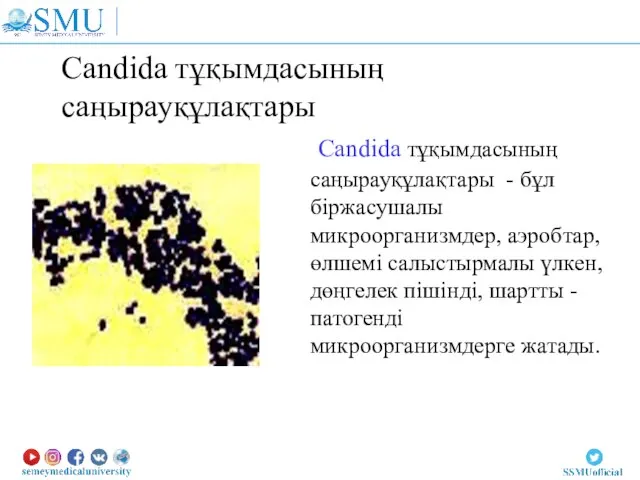 Candida тұқымдасының саңырауқұлақтары Candida тұқымдасының саңырауқұлақтары - бұл біржасушалы микроорганизмдер, аэробтар, өлшемі