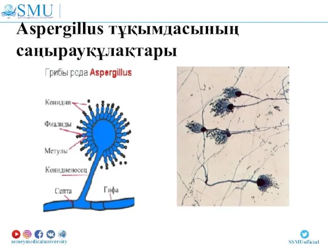 Aspergillus тұқымдасының саңырауқұлақтары