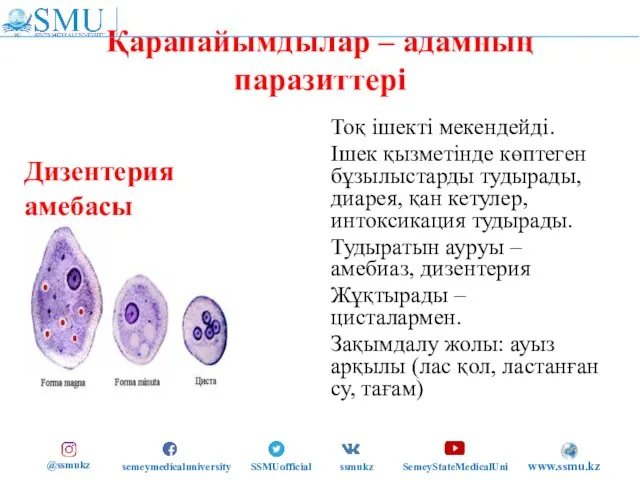 Қарапайымдылар – адамның паразиттері Тоқ ішекті мекендейді. Ішек қызметінде көптеген бұзылыстарды тудырады,