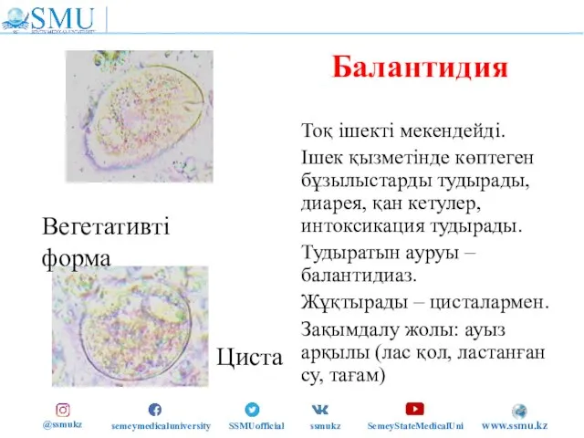 Балантидия Тоқ ішекті мекендейді. Ішек қызметінде көптеген бұзылыстарды тудырады, диарея, қан кетулер,