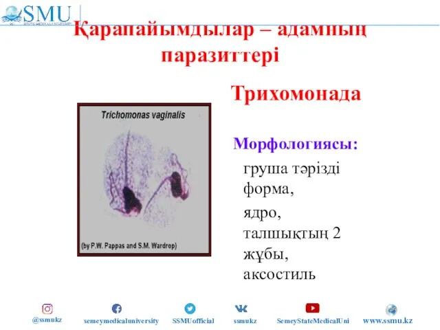 Қарапайымдылар – адамның паразиттері Трихомонада Морфологиясы: груша тәрізді форма, ядро, талшықтың 2