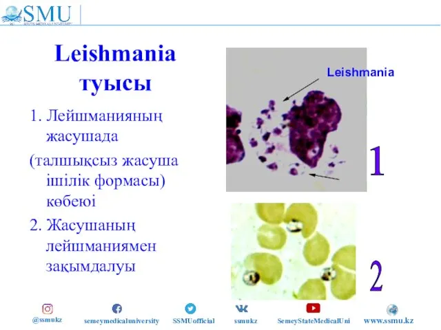Leishmania туысы 1. Лейшманияның жасушада (талшықсыз жасуша ішілік формасы) көбеюі 2. Жасушаның