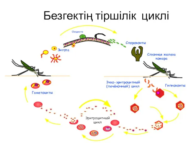 Экзо-эритроцитный (печёночный) цикл Безгектің тіршілік циклі