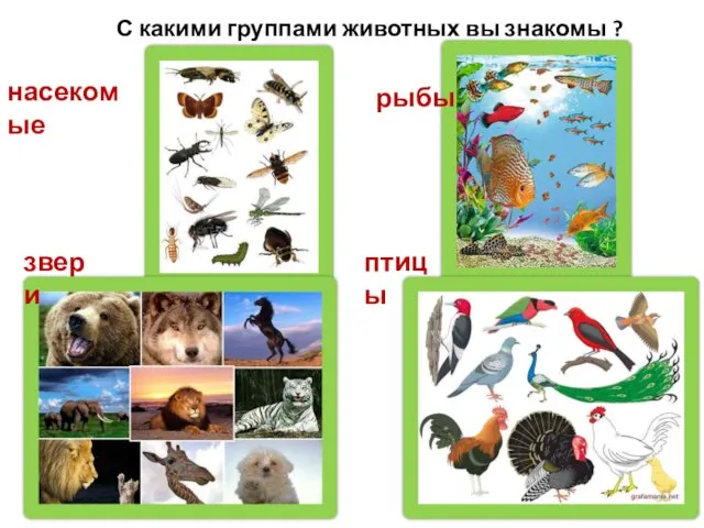 С какими группами животных вы знакомы ? рыбы насекомые птицы звери