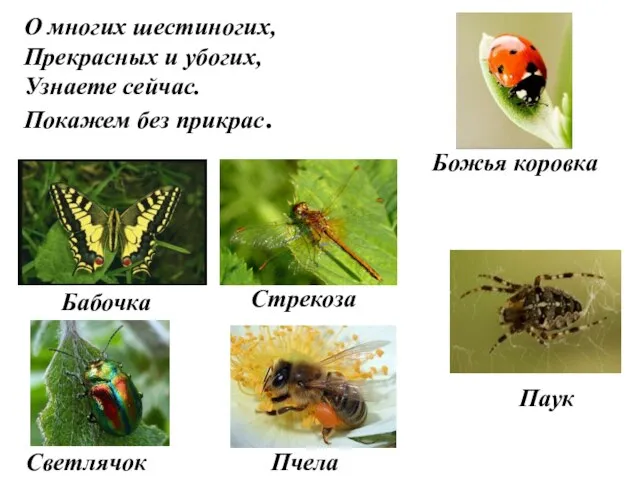 О многих шестиногих, Прекрасных и убогих, Узнаете сейчас. Покажем без прикрас. Бабочка