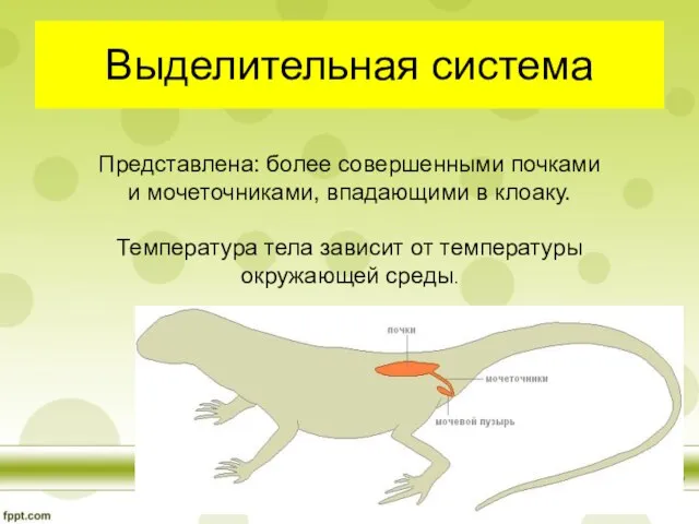 Выделительная система Представлена: более совершенными почками и мочеточниками, впадающими в клоаку. Температура