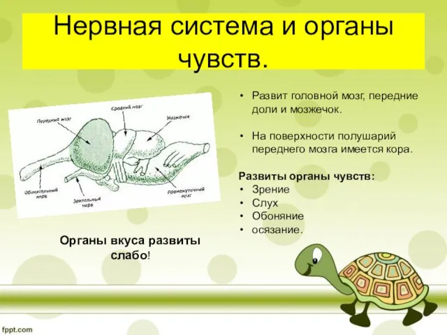 Нервная система и органы чувств. Развит головной мозг, передние доли и мозжечок.