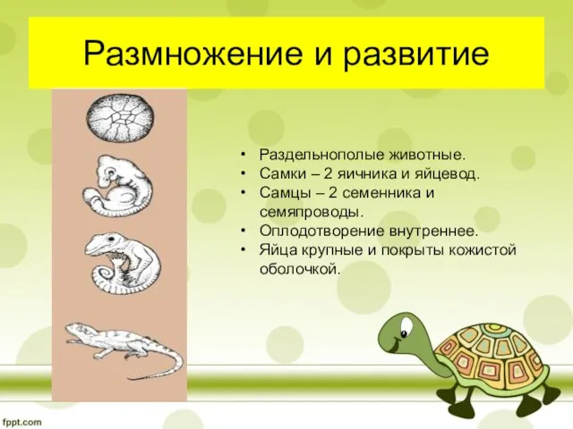 Размножение и развитие Раздельнополые животные. Самки – 2 яичника и яйцевод. Самцы